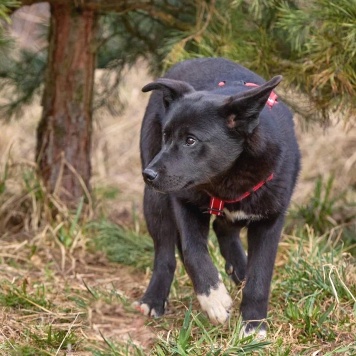 Собаки в добрые руки - Рэм - 2