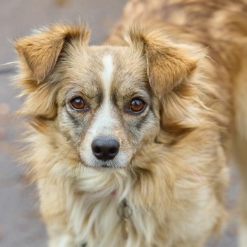 Собаки в добрые руки - Ася