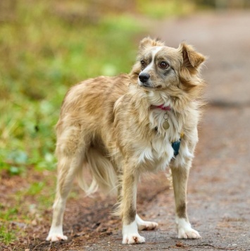 Собаки в добрые руки - Ася - 1