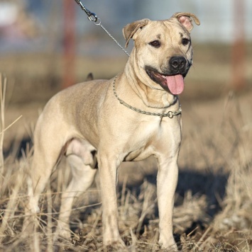Собаки в добрые руки - Майло