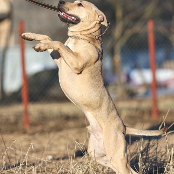 Собаки в добрые руки - Майло - 1