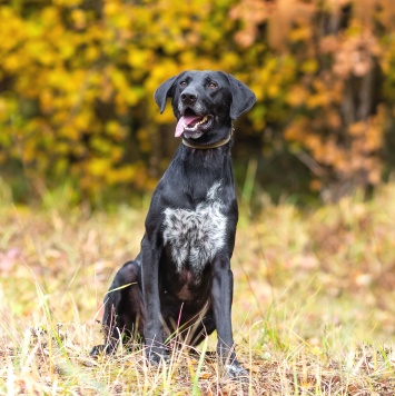 Собаки в добрые руки - Макс