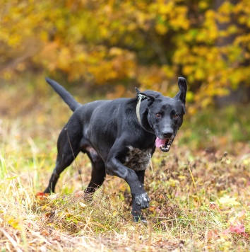 Собаки в добрые руки - Макс - 1