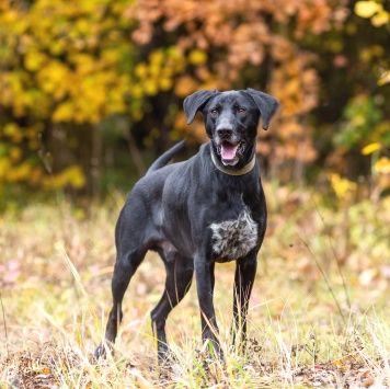 Собаки в добрые руки - Макс - 2