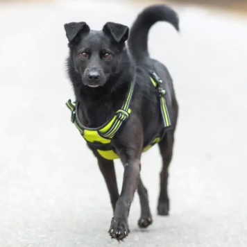 Собаки в добрые руки - Валерик