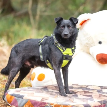 Собаки в добрые руки - Валерик - 1