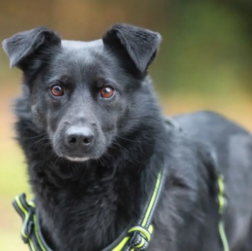 Собаки в добрые руки - Валерик - 2
