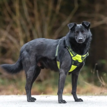 Собаки в добрые руки - Валерик - 3