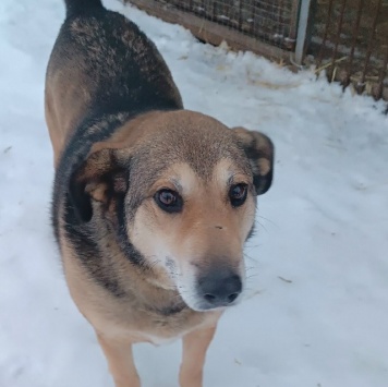 Собаки в добрые руки - Вольт