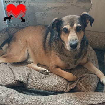 Собаки в добрые руки - Вольт - 1