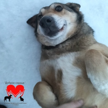 Собаки в добрые руки - Вольт - 2