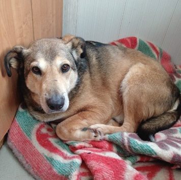 Собаки в добрые руки - Вольт - 3