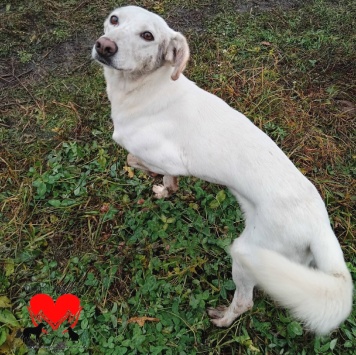 Собаки в добрые руки - Раша