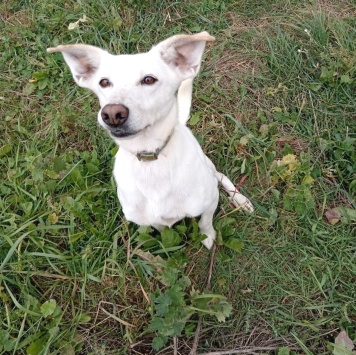 Собаки в добрые руки - Раша - 1