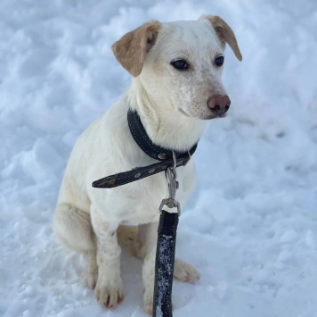 Собаки в добрые руки - Раша - 2