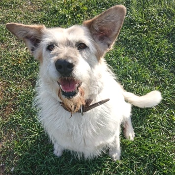 Собаки в добрые руки - Ляля