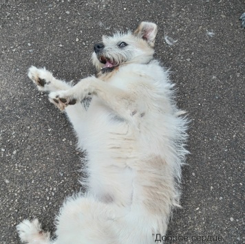 Собаки в добрые руки - Ляля - 1