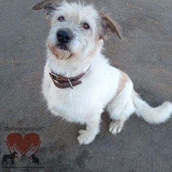 Собаки в добрые руки - Ляля - 2