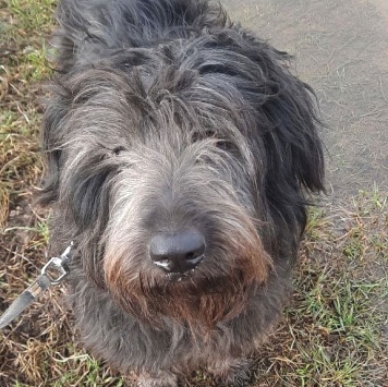 Собаки в добрые руки - Хайди