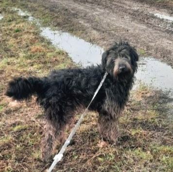 Собаки в добрые руки - Хайди - 1