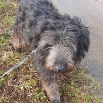 Собаки в добрые руки - Хайди - 2