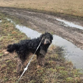 Собаки в добрые руки - Хайди - 3