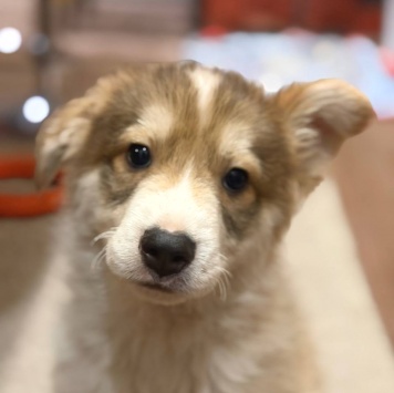 Кексик - Собаки в добрые руки