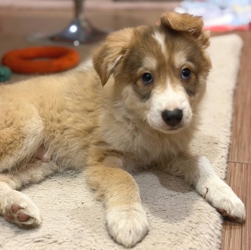 Собаки в добрые руки - Кексик - 1