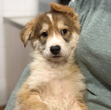 Собаки в добрые руки - Кексик - 2