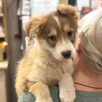 Собаки в добрые руки - Кексик - 3