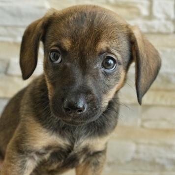 Собаки в добрые руки - Чоко