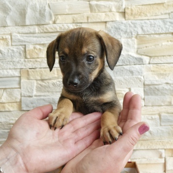 Собаки в добрые руки - Чоко - 1