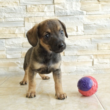 Собаки в добрые руки - Чоко - 2