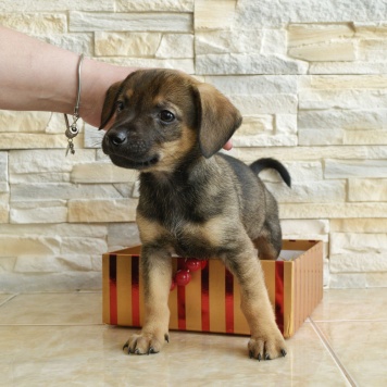 Собаки в добрые руки - Чоко - 3