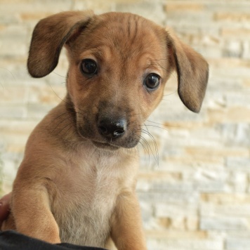 Пуговка - Собаки в добрые руки