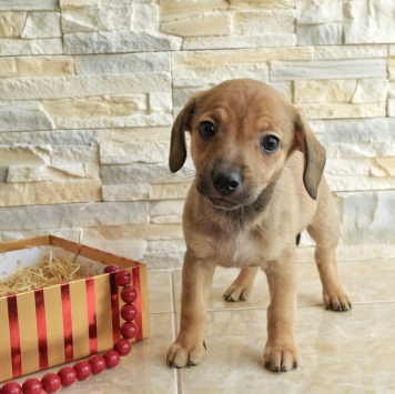 Собаки в добрые руки - Пуговка - 1