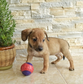 Собаки в добрые руки - Пуговка - 2