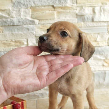 Собаки в добрые руки - Пуговка - 3