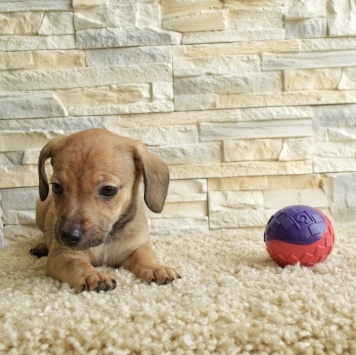 Собаки в добрые руки - Пуговка - 4