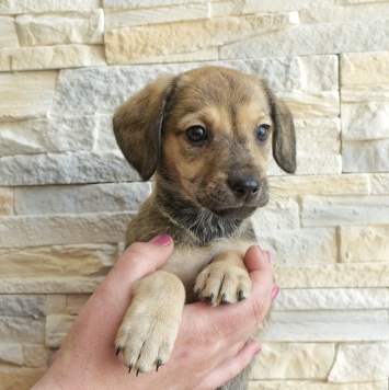 Шкода - Собаки в добрые руки