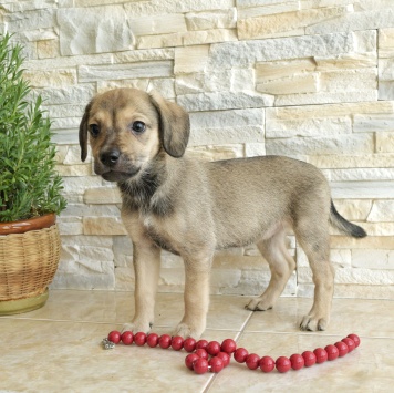 Собаки в добрые руки - Шкода - 1