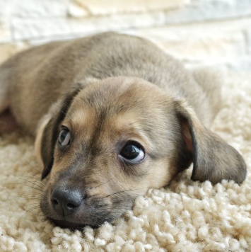 Собаки в добрые руки - Шкода - 2