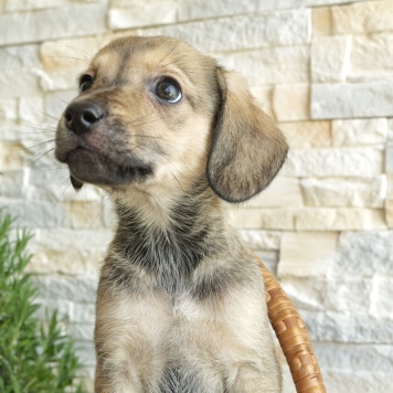 Собаки в добрые руки - Шкода - 3