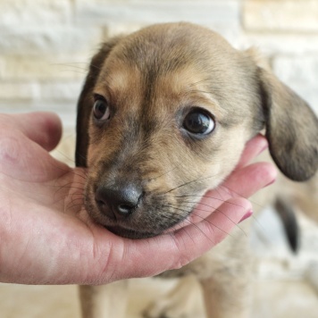 Собаки в добрые руки - Шкода - 4