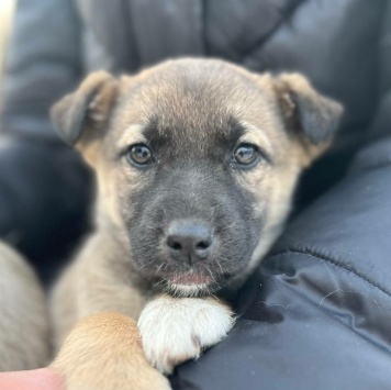 Милана - Собаки в добрые руки