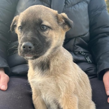 Собаки в добрые руки - Милана - 1