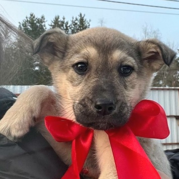 Собаки в добрые руки - Милана - 2