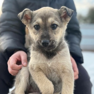 Собаки в добрые руки - Милана - 3