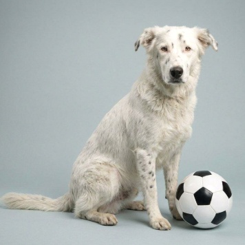 Собаки в добрые руки - Умка - 2