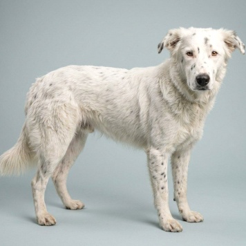 Собаки в добрые руки - Умка - 3